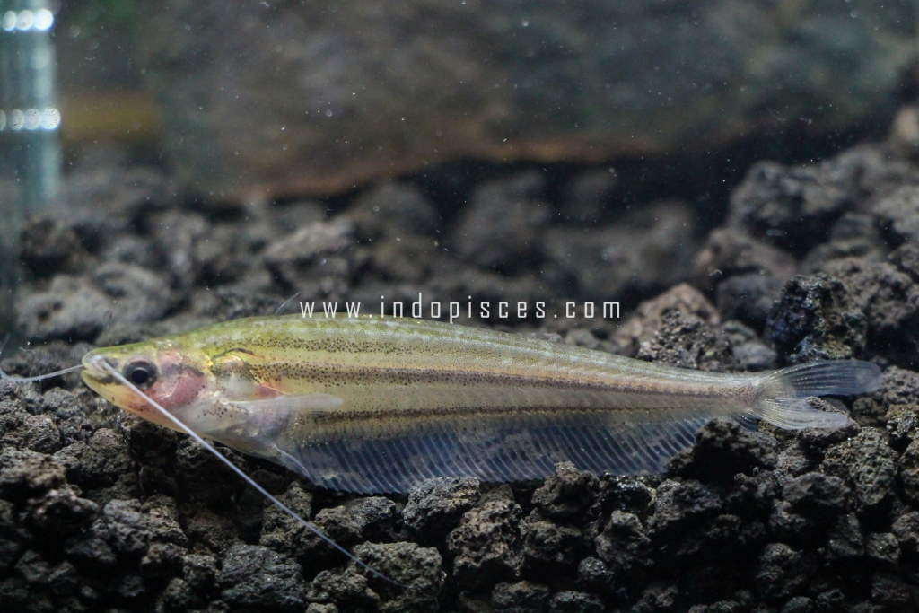 Kryptoterus cryptoterus