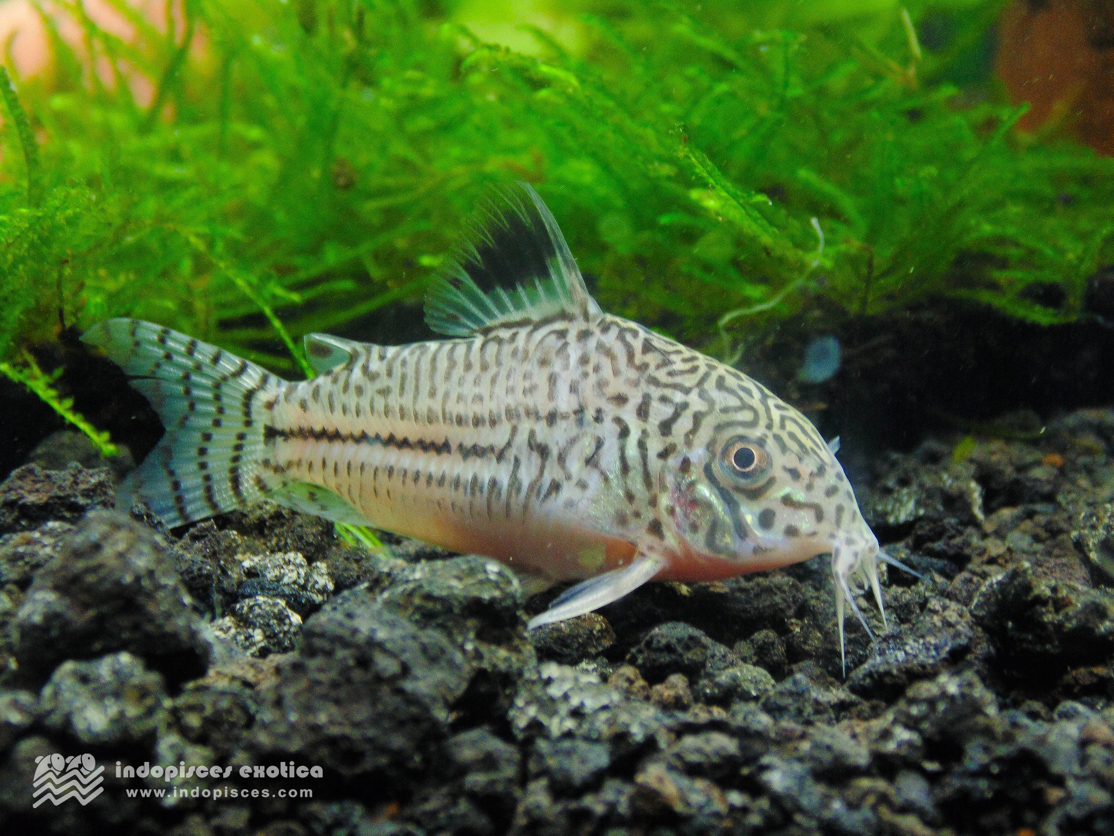 Corydoras Julii /Trilineatus