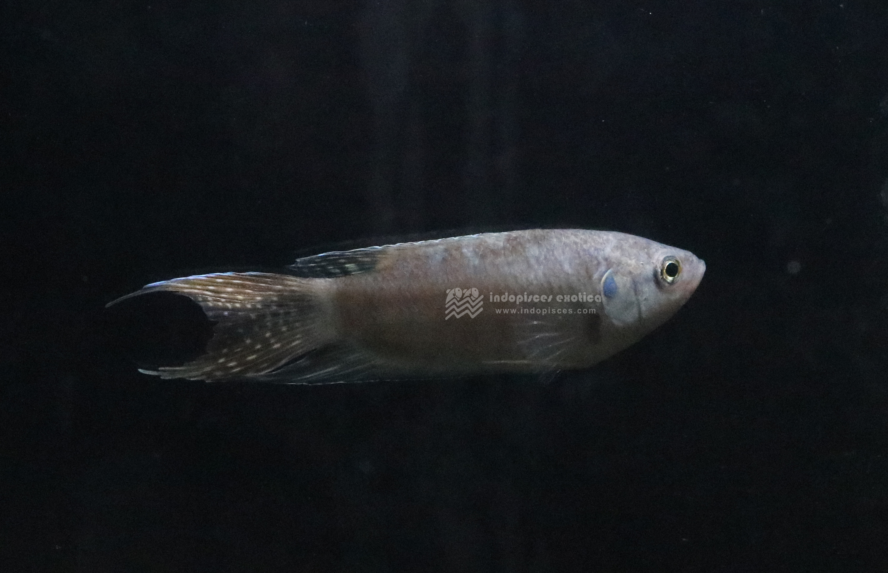 Macropodus Opercularis